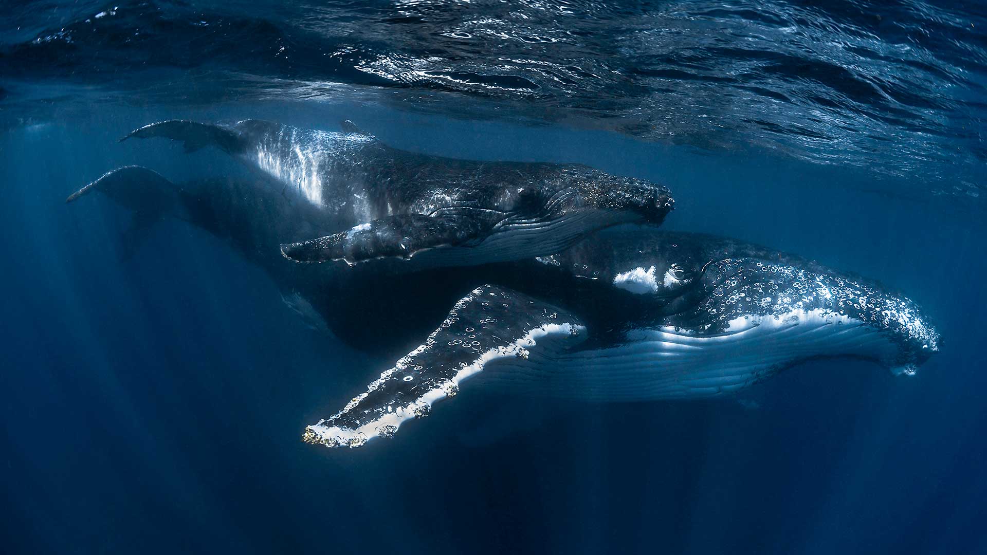 A Humpback Whale (Megaptera novaeangliae) Mother and Calf swim near Ningaloo Reef, Australia. The Western Australian coastline is a migration route for the Western Australian humpback whale population. Humpback whales undertake a consistent annual migration from high latitude Antarctic feeding grounds to low latitude breeding grounds.