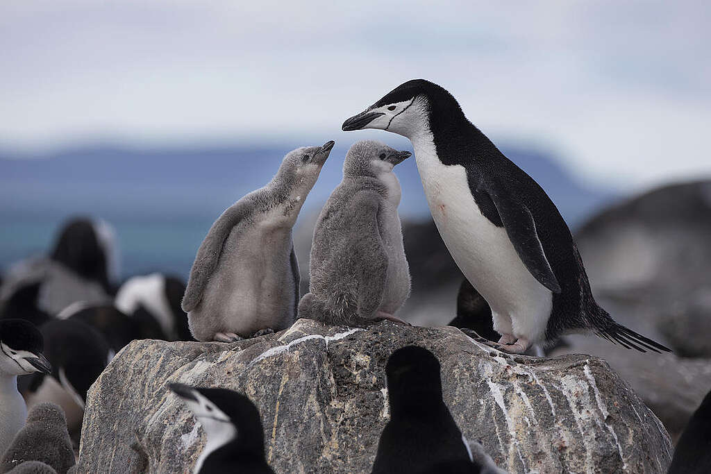 Chinstrap Penguin Colony on Penguin Island, Antarctica. © Abbie Trayler-Smith / Greenpeace