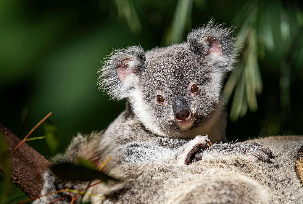 A koala on a tree looking at the camera is pictured at Wildlife HQ, Sunshine Coast, Queensland, Australia. All the koalas at Wildlife HQ, have been rescued or are presently being rehabilitated for release.