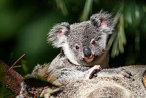 A koala on a tree looking at the camera is pictured at Wildlife HQ, Sunshine Coast, Queensland, Australia. All the koalas at Wildlife HQ, have been rescued or are presently being rehabilitated for release.