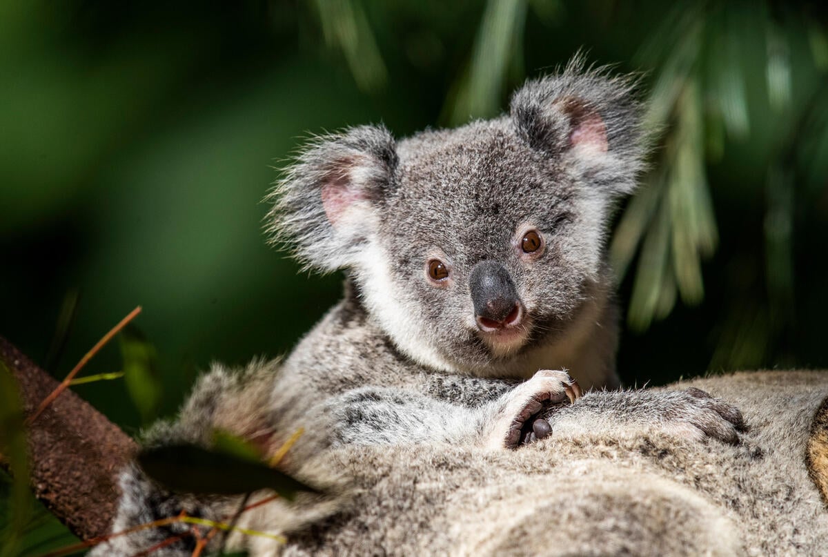 Koala on Tree in Australia. © Paul Hilton / Earth Tree Images