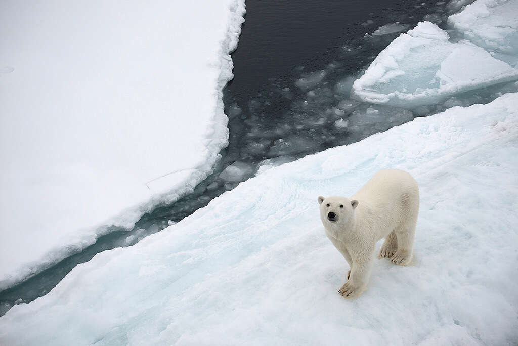 Polar Bear in the Arctic. © Daniel Beltrá / Greenpeace