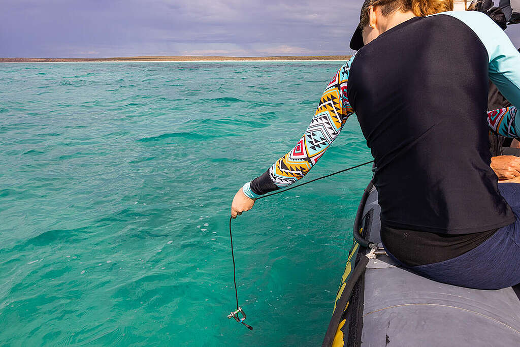 Research Team Member in Shark Bay, Australia. © Harriet Spark / Grumpy Turtle Film / Greenpeace