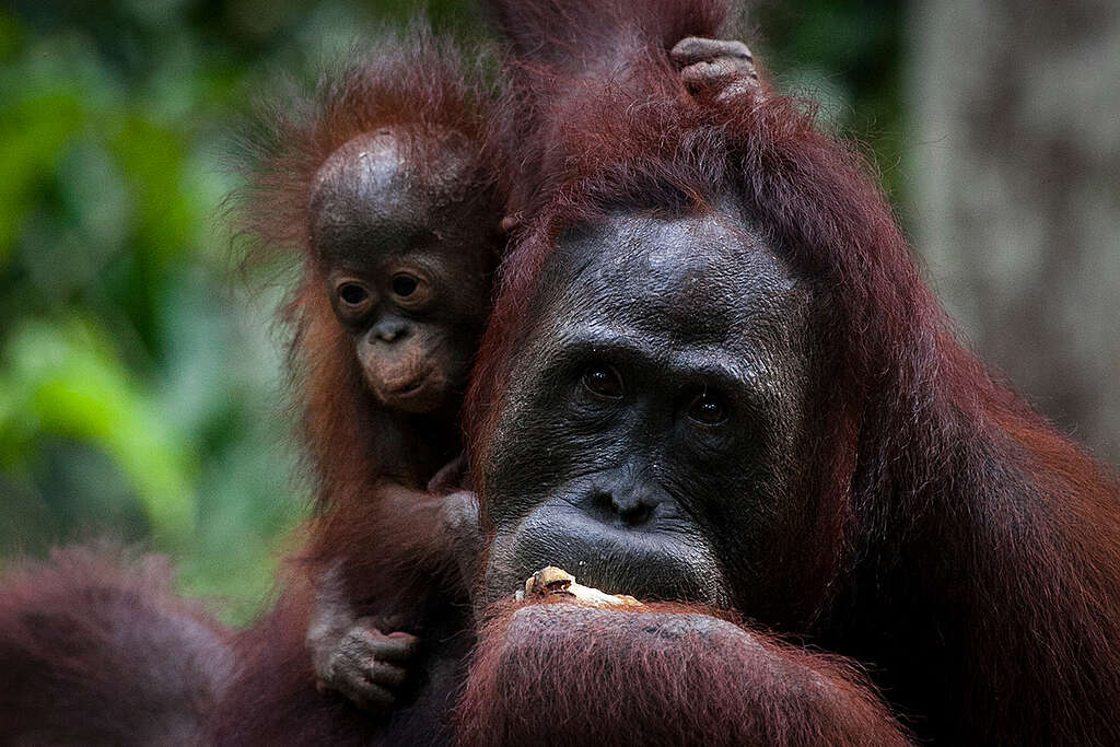 Orangutan Feeding Platform near Tanjung Puting National Park. By pledging a gift to Greenpeace in your Will you can enable our mission to continue even after you are gone.