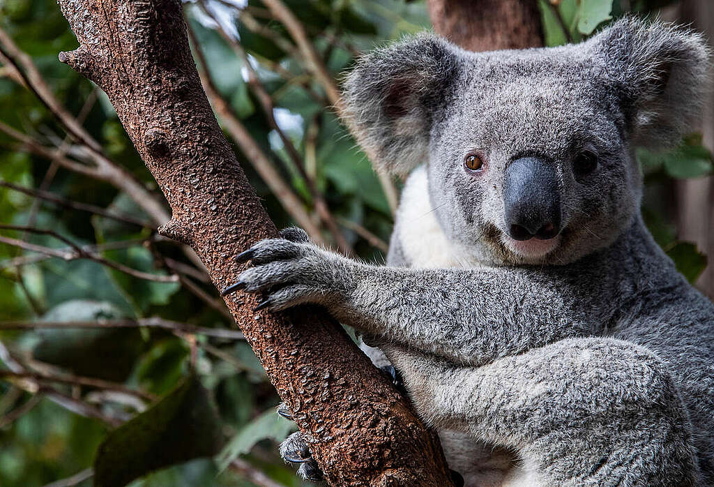 Koala in a native tree Australia