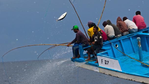 Sustainable tuna fishing is bad for climate – here's why