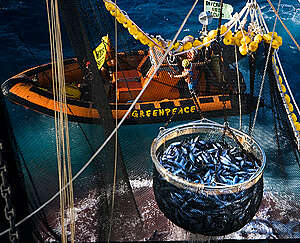 Action against the Biggest Tuna Fishing Vessel in the Pacific