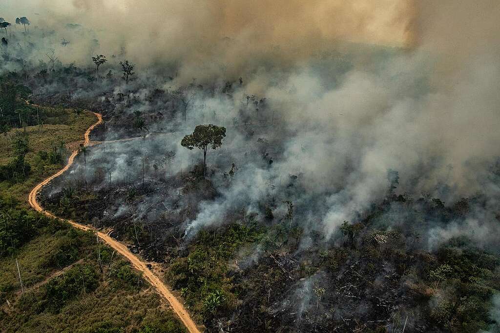 Forest Fires in Altamira, Pará, Amazon (2019). © Victor Moriyama / Greenpeace