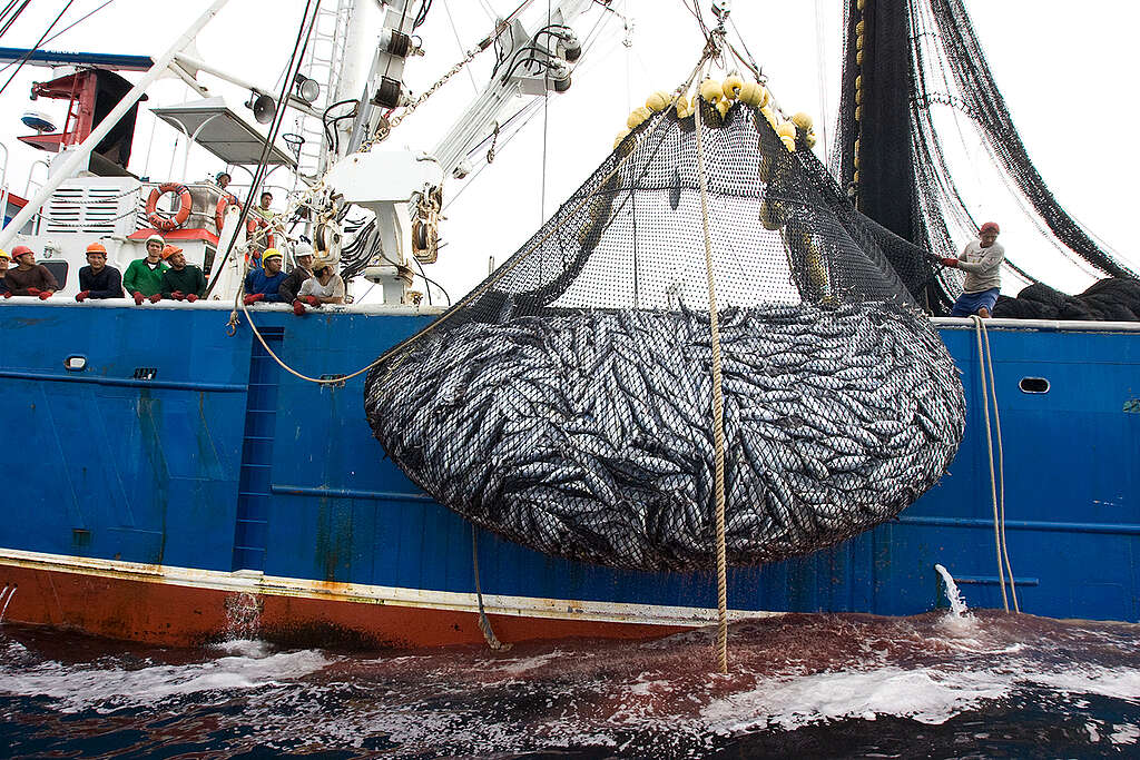 Boat hauling fish in East Pacific Ocean