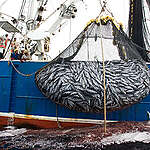 A net bulging with tuna and bycatch on the Ecuadorean purse seiner 'Ocean Lady', which was spotted by Greenpeace in the vicinity of the northern Galapagos Islands while using fishing aggregating devices (FADs). Around 10% of the catch generated by purse seine FAD fisheries is unwanted bycatch and includes endangered species of sharks and turtles. The catch of large amounts of juvenile bigeye and yellowfin tunas in these fisheries is now threatening the survival of these commercially valuable species. Greenpeace is calling for a total ban on the use of fish aggregation devices in purse seining and the establishment of a global network of marine reserves
LAT 04:09 NORTH / LONG 091:31 WEST