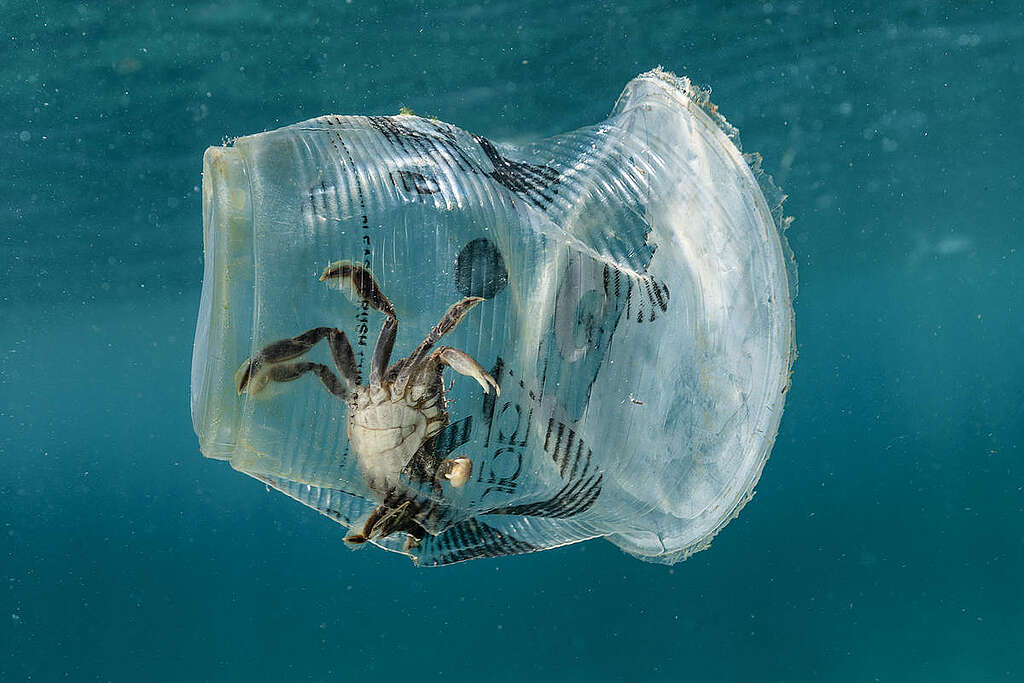 A crab was trapped inside a discarded Zagu milktea cup in Verde Island Passage, the epicenter of global marine biodiversity, in Batangas City, the Philippines.