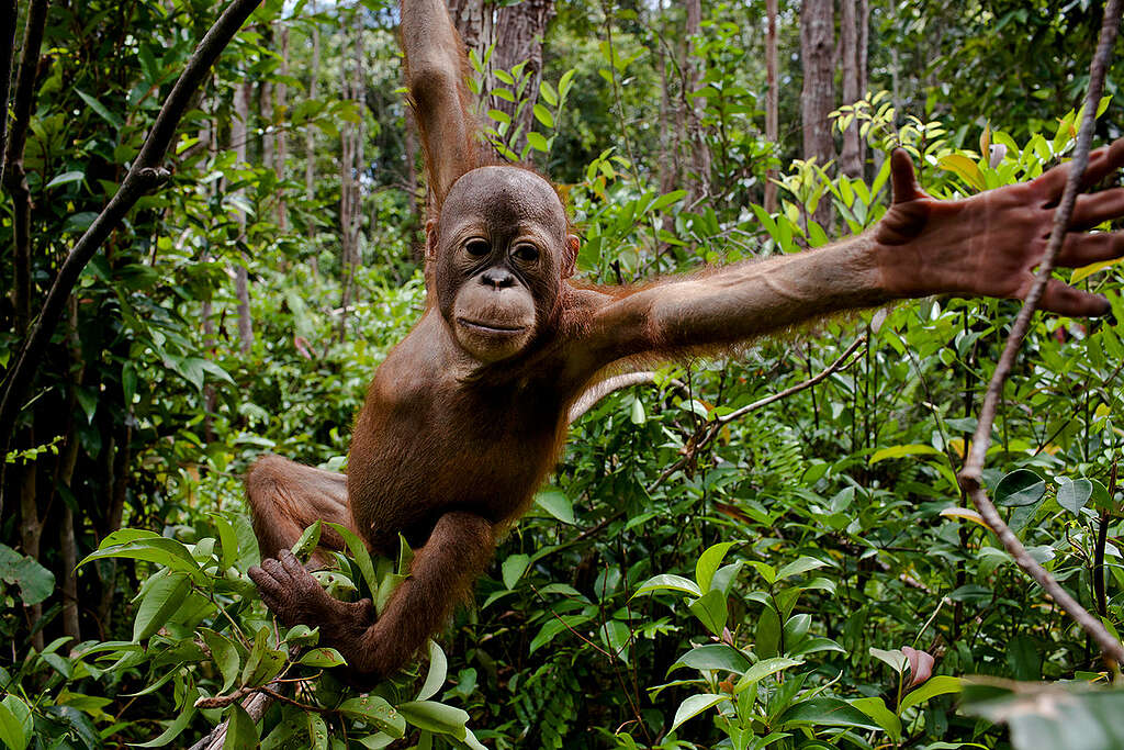 Baby orangutans at the Orangutan Foundation International Care Center in Pangkalan Bun, Central Kalimantan. Expansion of oil palm plantations is destroying their forest habitat.