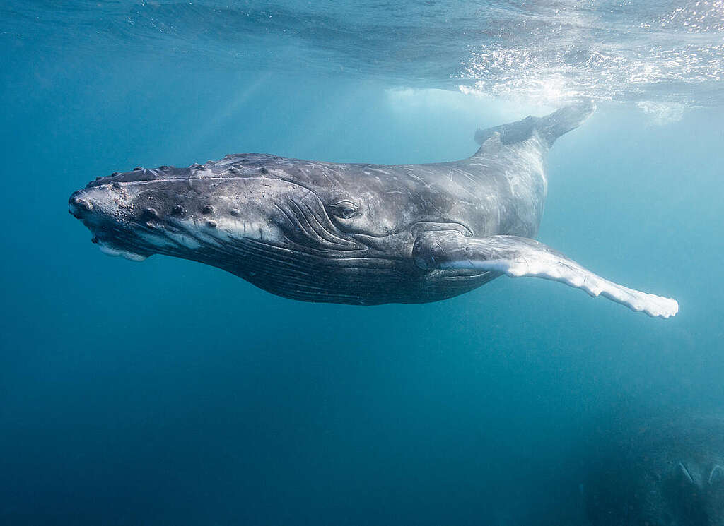 A beautiful shot of an incredible humpback whale off the coast of Western Australia.