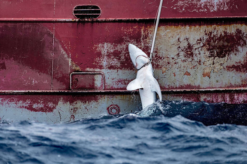 The Greenpeace ship Arctic Sunrise and crew are investigating distant water fishing fleet practices in the Mid-Atlantic