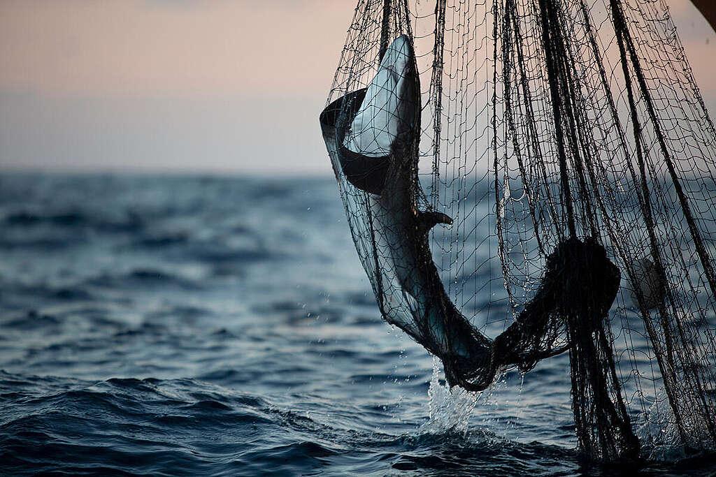 Bycatch in Northern Indian Ocean. © Abbie Trayler-Smith / Greenpeace