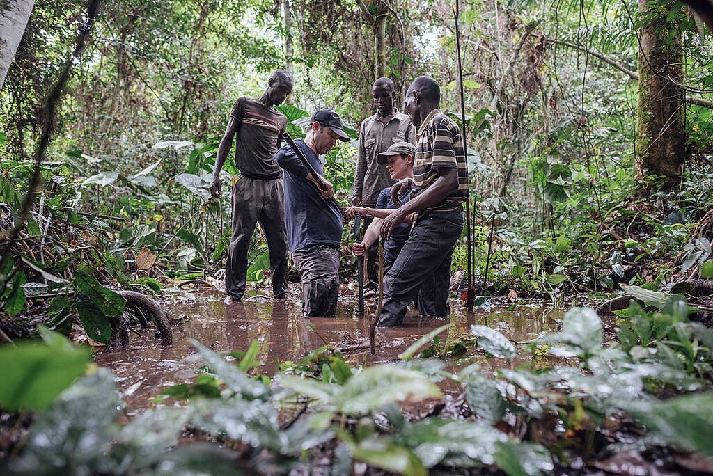 Congo Basin Experts from the UK and DRC takes first samples from the Peatland. A team from Greenpeace Africa are working with local partners to conduct scientific research in the village of Lokolama, 45 km from Mbandaka. The team aim to identify the presence of tropical peatlands in the region, and to measure its depth.