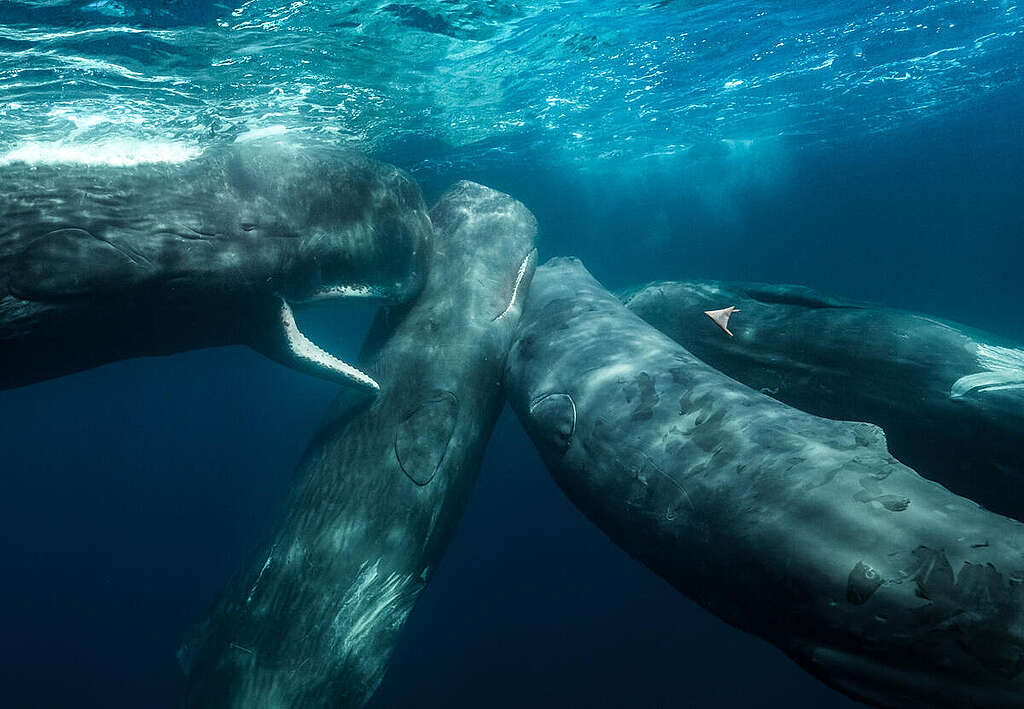 Sperm Whales Up Close Underwater in Indian Ocean, Western Australia. © Alex Westover