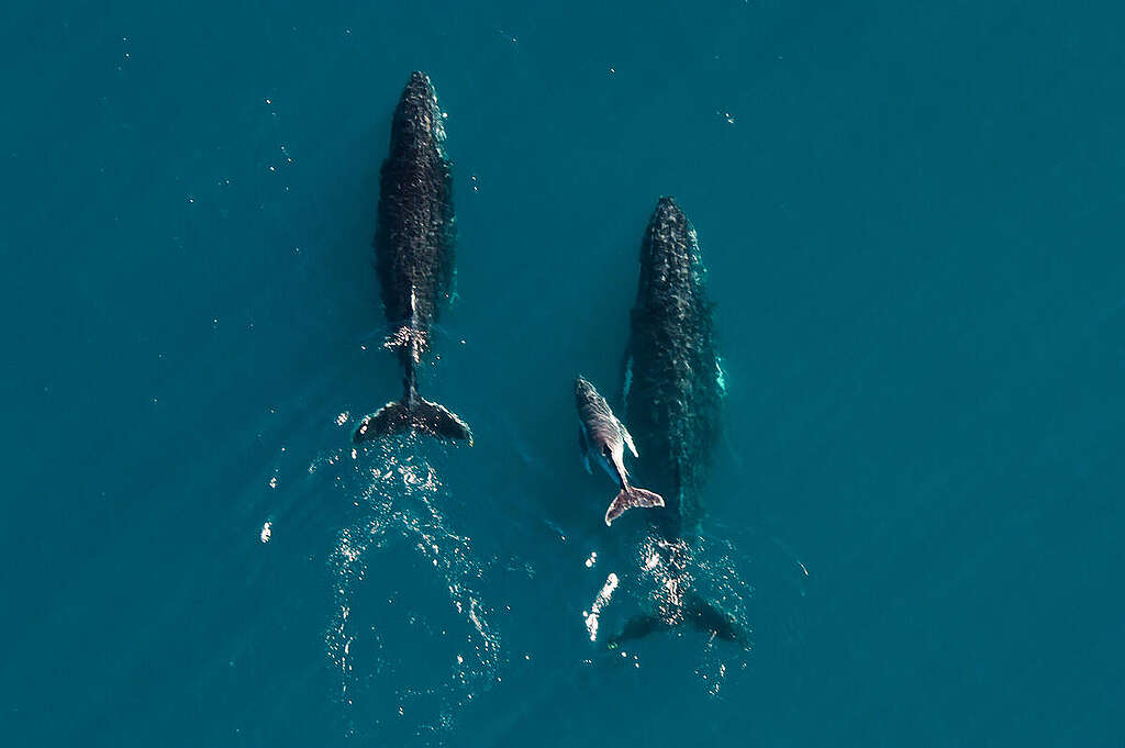 Aerial shot of humpback whales migrating along the Ningaloo Coastline in Western Australia, taken from a helicopter.