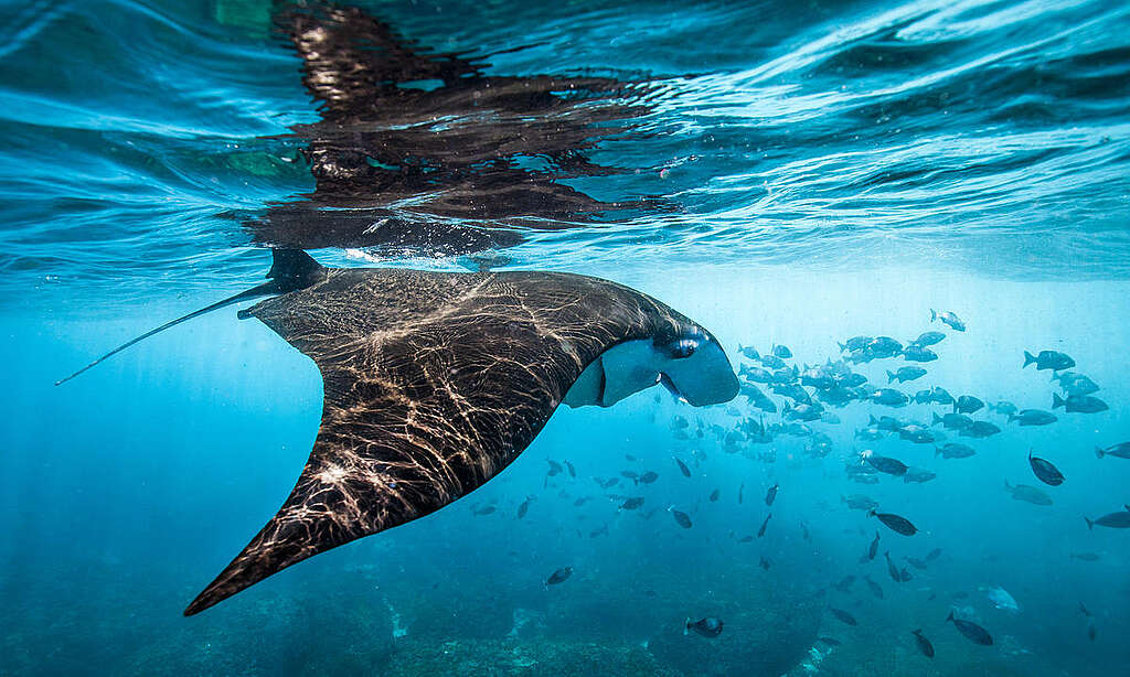 Manta rays are seen in the cold upwellings off Nusa Penida Island, Bali, Indonesia. More and more single use plastics are swept along the coast, as Indonesia struggles to control its addiction to plastics.