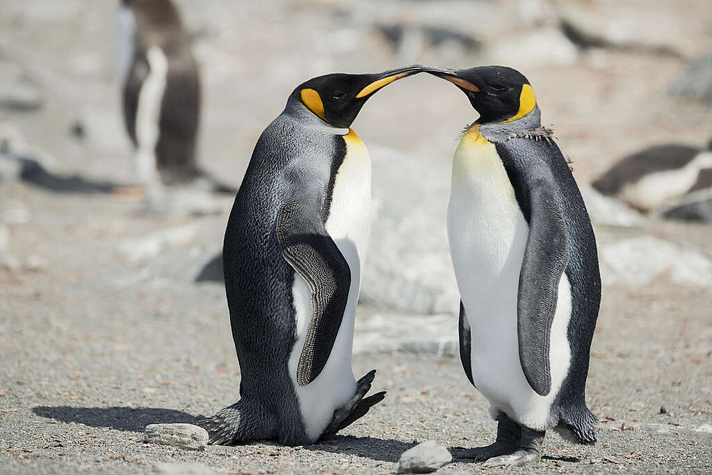 King penguins mark their territory on a nesting site on the north side of Elephant Island. 
Greenpeace is in the Antarctic to investigate the impacts of the climate crisis as part of the Protect the Oceans Expedition, a year long pole to pole ship tour, campaigning for the establishment of ocean sanctuaries to safeguard this frozen region and its penguins, seals and whales, and to help address the climate emergency.

(This picture was taken in 2020 during the Antarctic leg of the Pole to Pole expedition