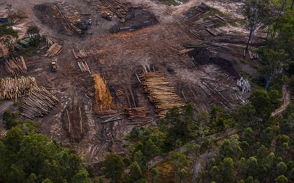 The Tiaro sawmill, Queensland. Australia is among the worst 11 countries for deforestation