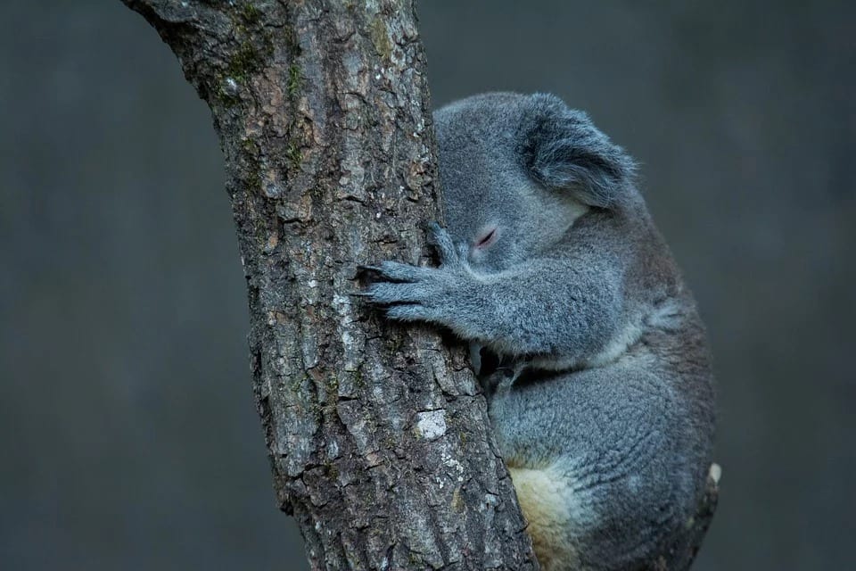 A sleepy Koala clings to a small tree trunk in New South Wales.