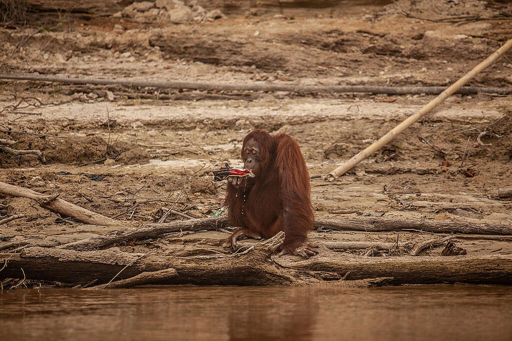 Orangutan Threatened by Haze in Central Kalimantan. © Jurnasyanto Sukarno / Greenpeace