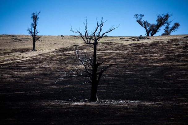Bushfire Aftermath in Australia