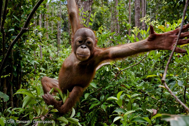 Baby orangutans at the Orangutan Foundation International Care 