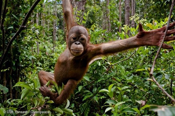 Orangutan in Central Kalimantan, Indonesia, 14 Sep, 2013, © Ulet Ifansasti / Greenpeace Swinging