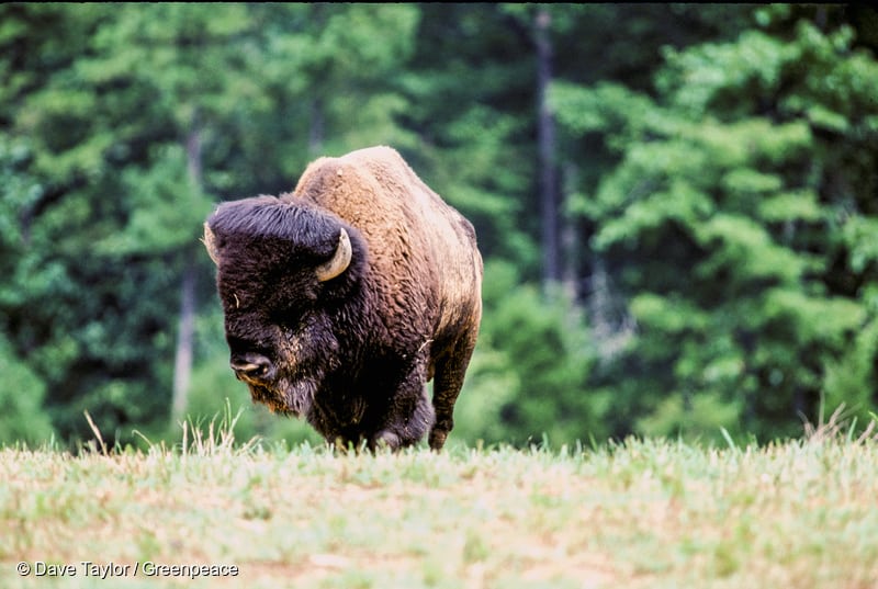 Wood bison