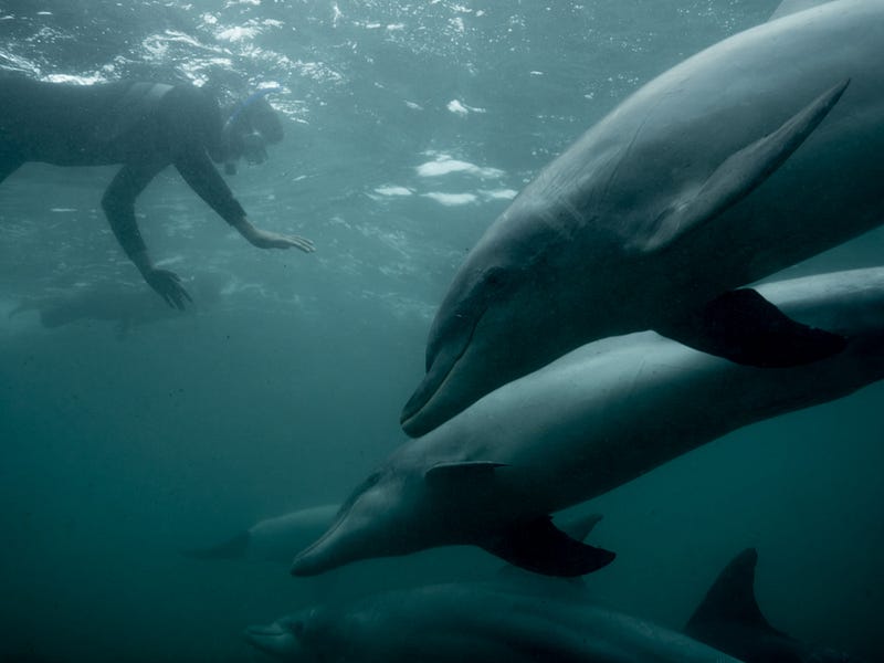 Swimming with dolphins at Baird Bay, South Australia © Michaela Skovranova / Greenpeace