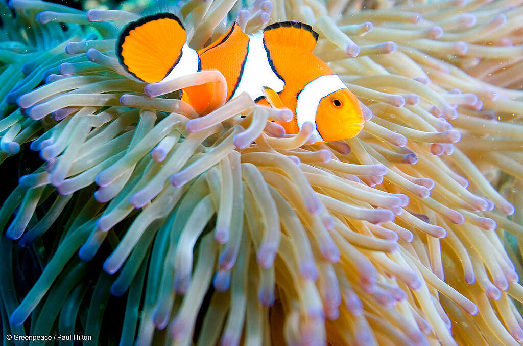 Clownfish in an anemone in the Pacific Ocean