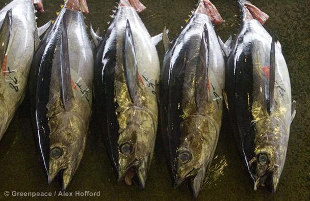 Bluefin Tuna Being Traded in Japan © Greenpeace / Alex Hofford