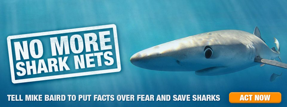 15-065-OCN-NSW-Shark-Nets-BOS