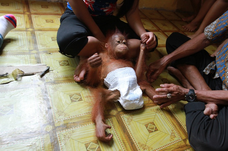 Orangutan Rescued in West Kalimantan