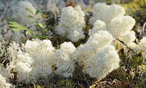 Lichen found in the Boreal Forest.