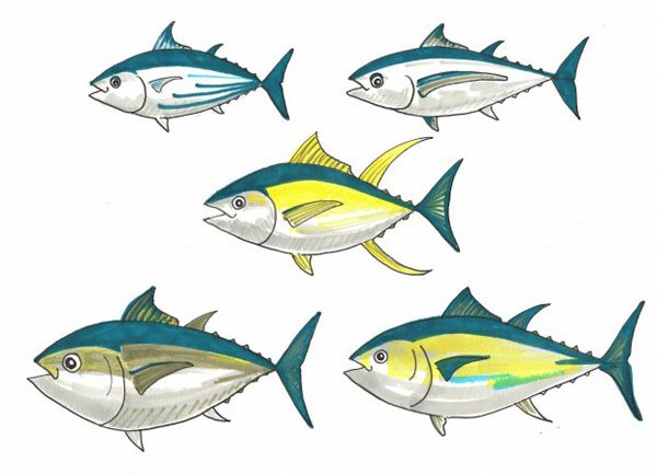 Cartoon of different species of tuna