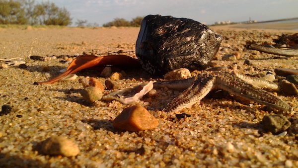 A piece of coal washed up on a beach in Queensland