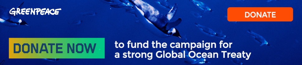 Protect the penguins - donate now to help fund the campaign for a strong Global Ocean Treaty