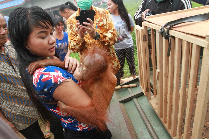 Orangutan Rescued in West Kalimantan