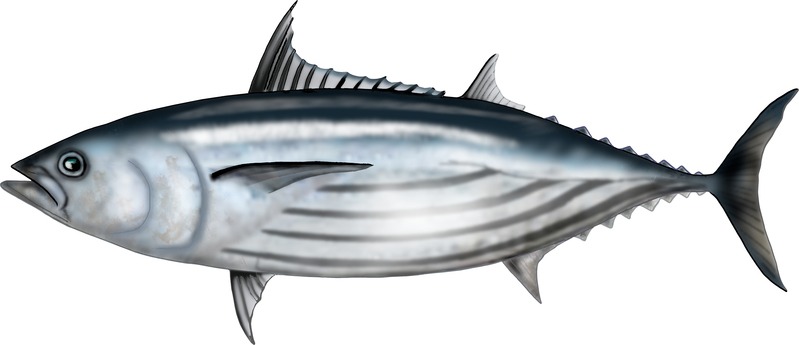 Graphic illustration of a skipjack tuna fish