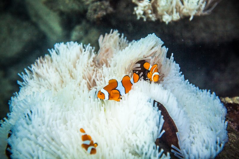 Bleached coral on the Great Barrier Reef near Fitzroy Island