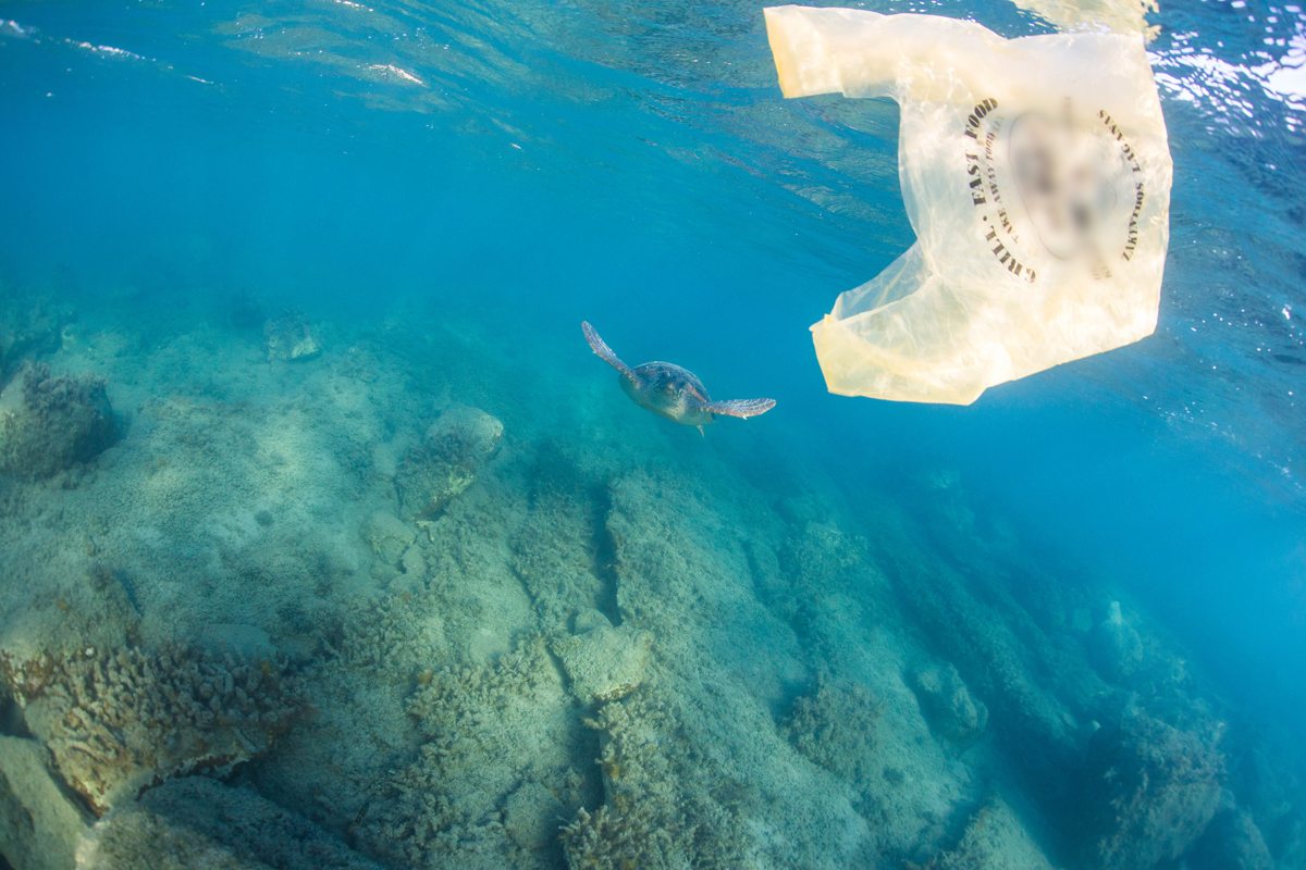 ​Plastic Bag in the Waters of Laganas Bay in Greece|Sea Turtle around Fitzroy Island and Green Island