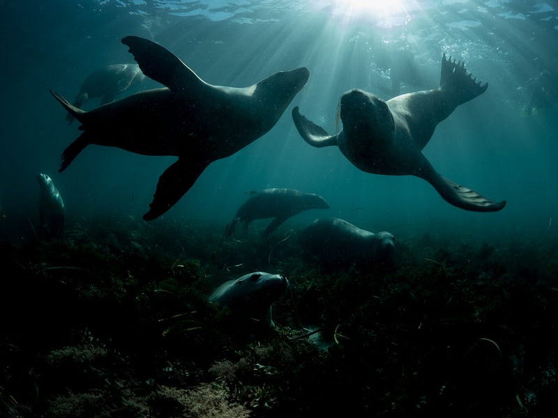Sea Lions at Hopkins Island © Michaela Skovranova / Greenpeace