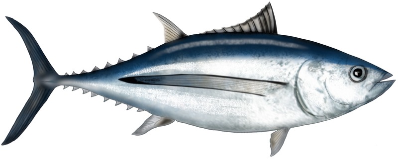 Graphic illustration of an albacore tuna fish.
