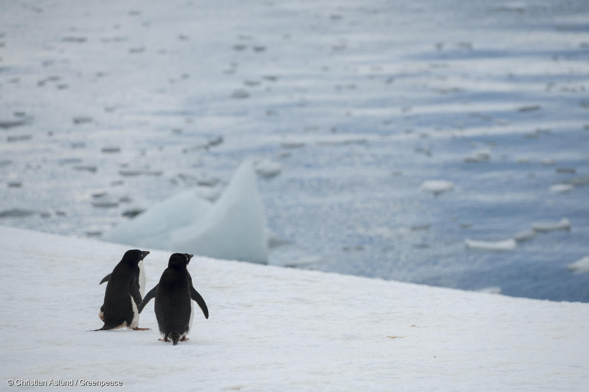 Adélie Penguins in the Antarctic