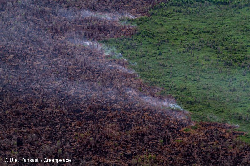 Burnt Forest in West Kalimantan, 3 Dec 2015