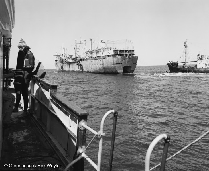 Greenpeace approaches the Soviet Soviet factory ship Dalniy Vostok and a harpoon ship. Bob Hunter stands at the bow of the Greenpeace ship Phyllis Cormack. North Pacific, Mendocino ridge, 50 miles west of the California coast.|Marie Bohlen and Dorothy Stowe.|Dorothy Stowe, Rex Weyler, and Dorothy Metcalfe in 2004.