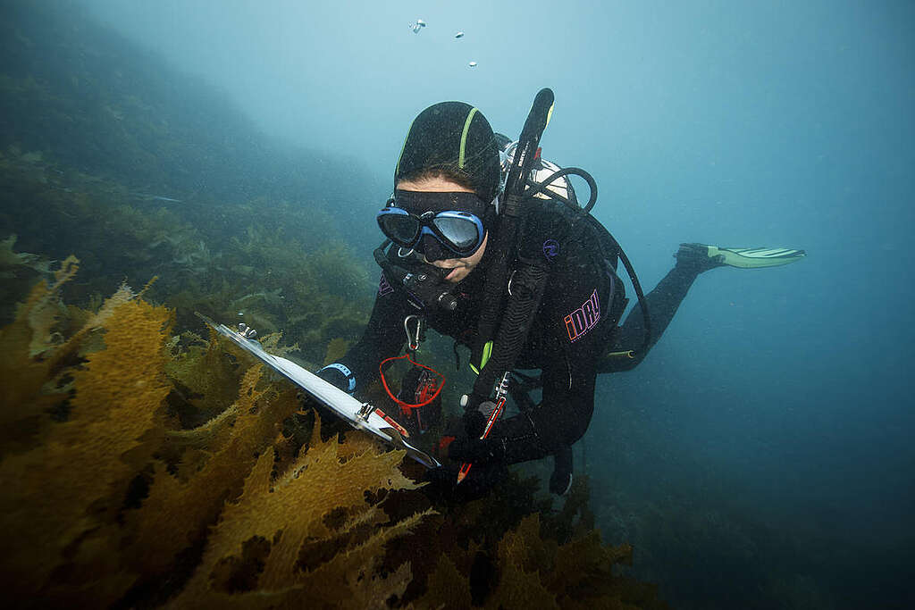 Diver Surveys Reef in the Great Australian Bight. © Richard Robinson / Greenpeace